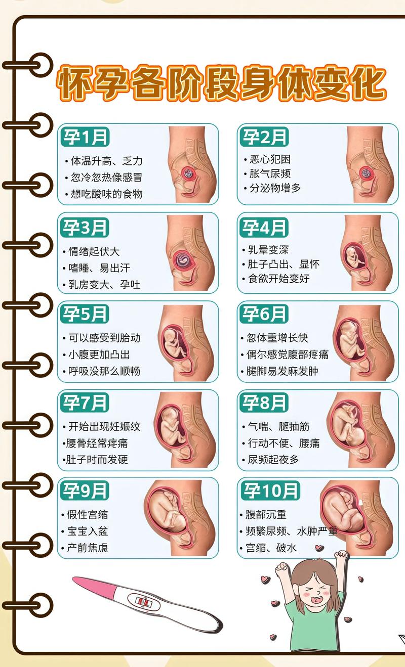 揭秘供卵代孕妈妈怀孕小腹分两节，孕期变化的奥秘儋州代生机构: